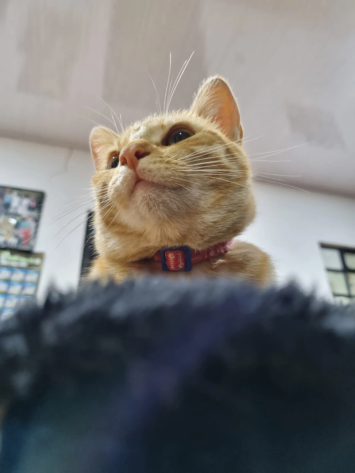 Obi