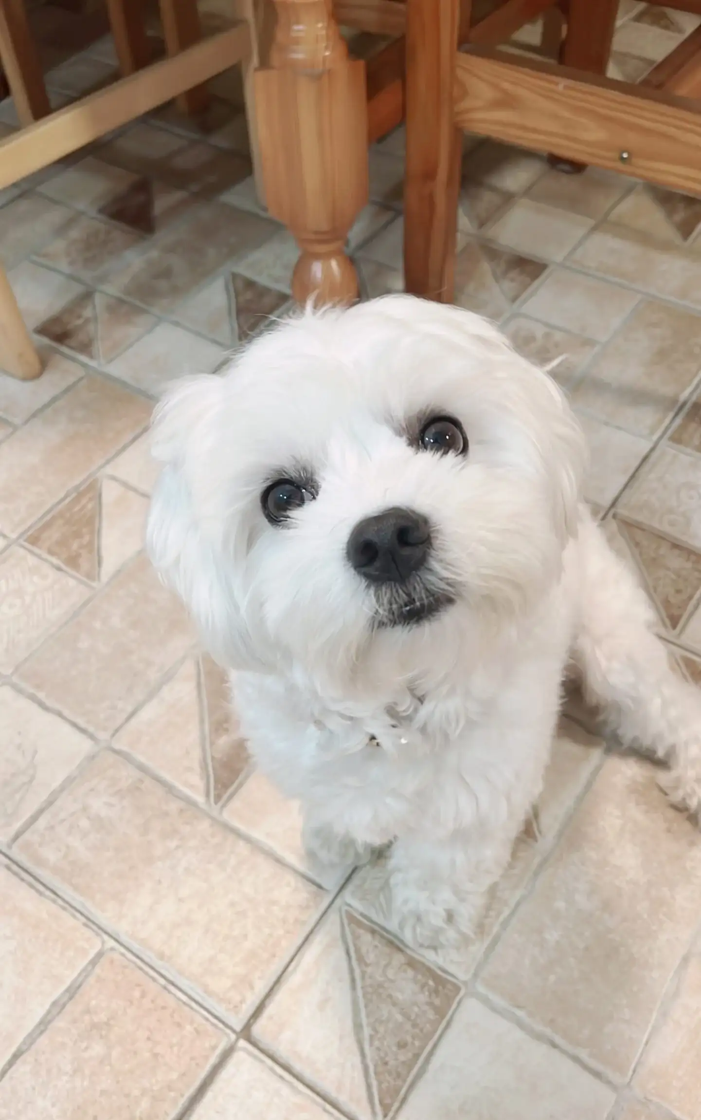 Mascota de la comunidad PetScore