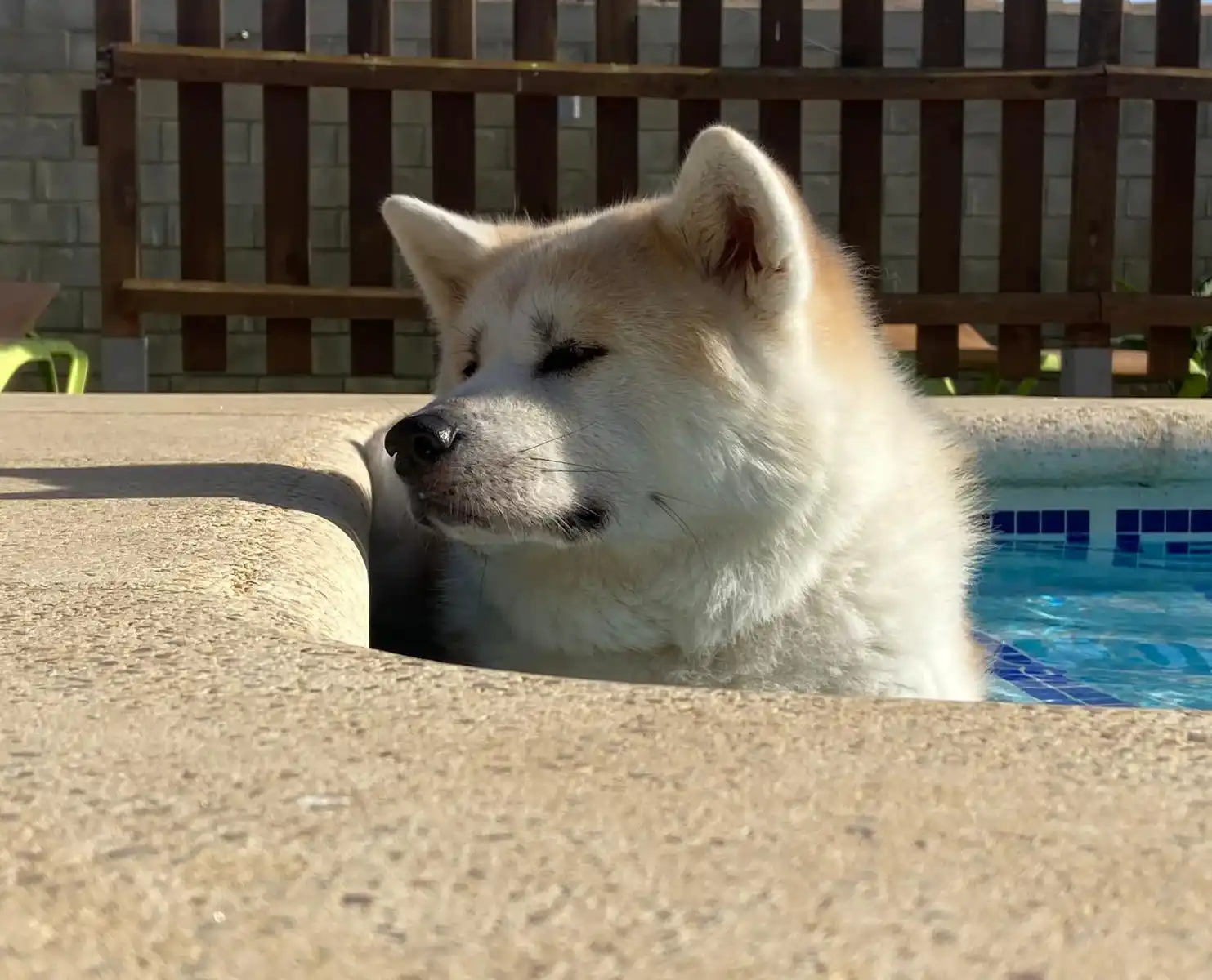 Mascota de la comunidad PetScore