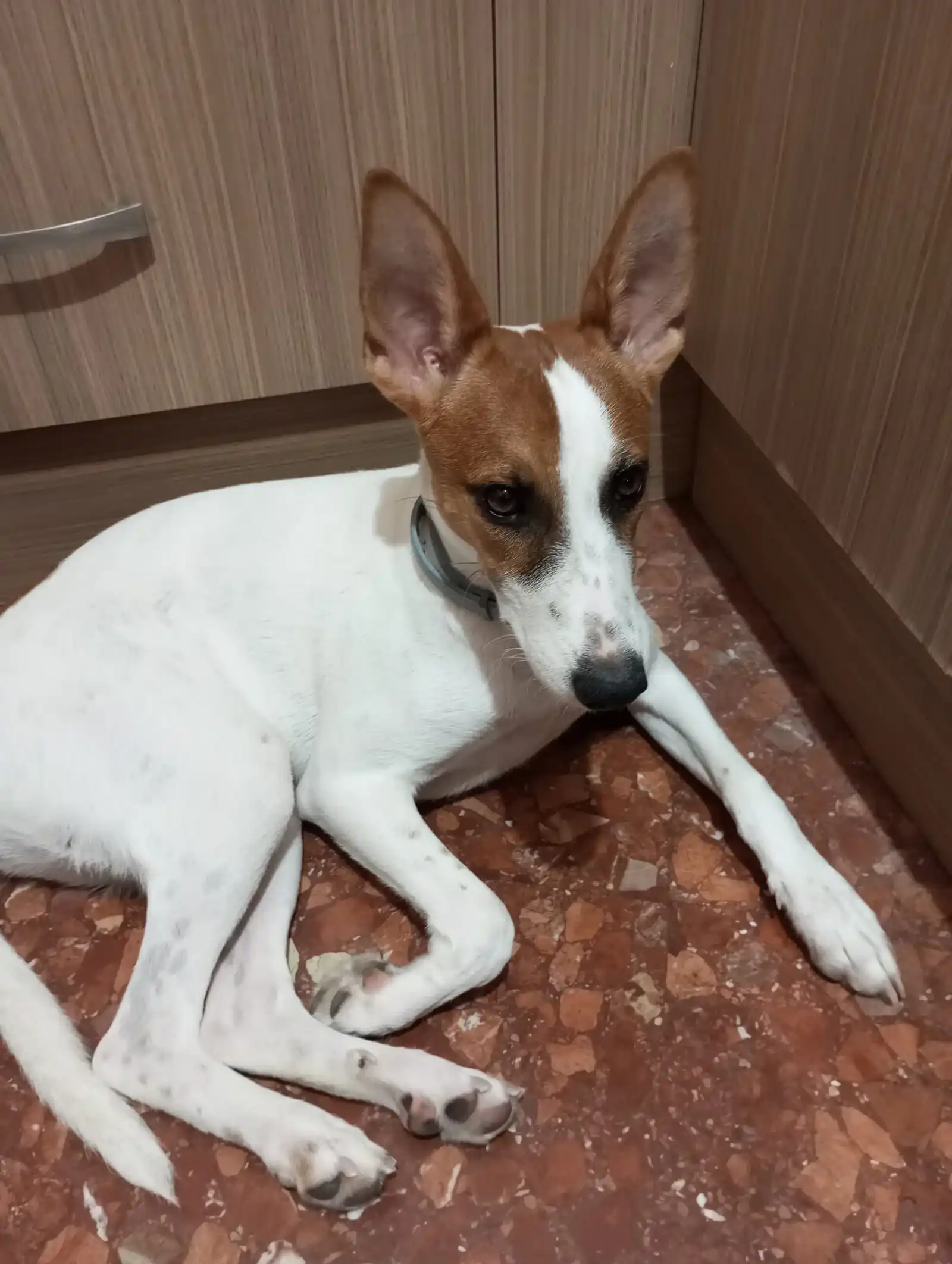 Mascota de la comunidad PetScore