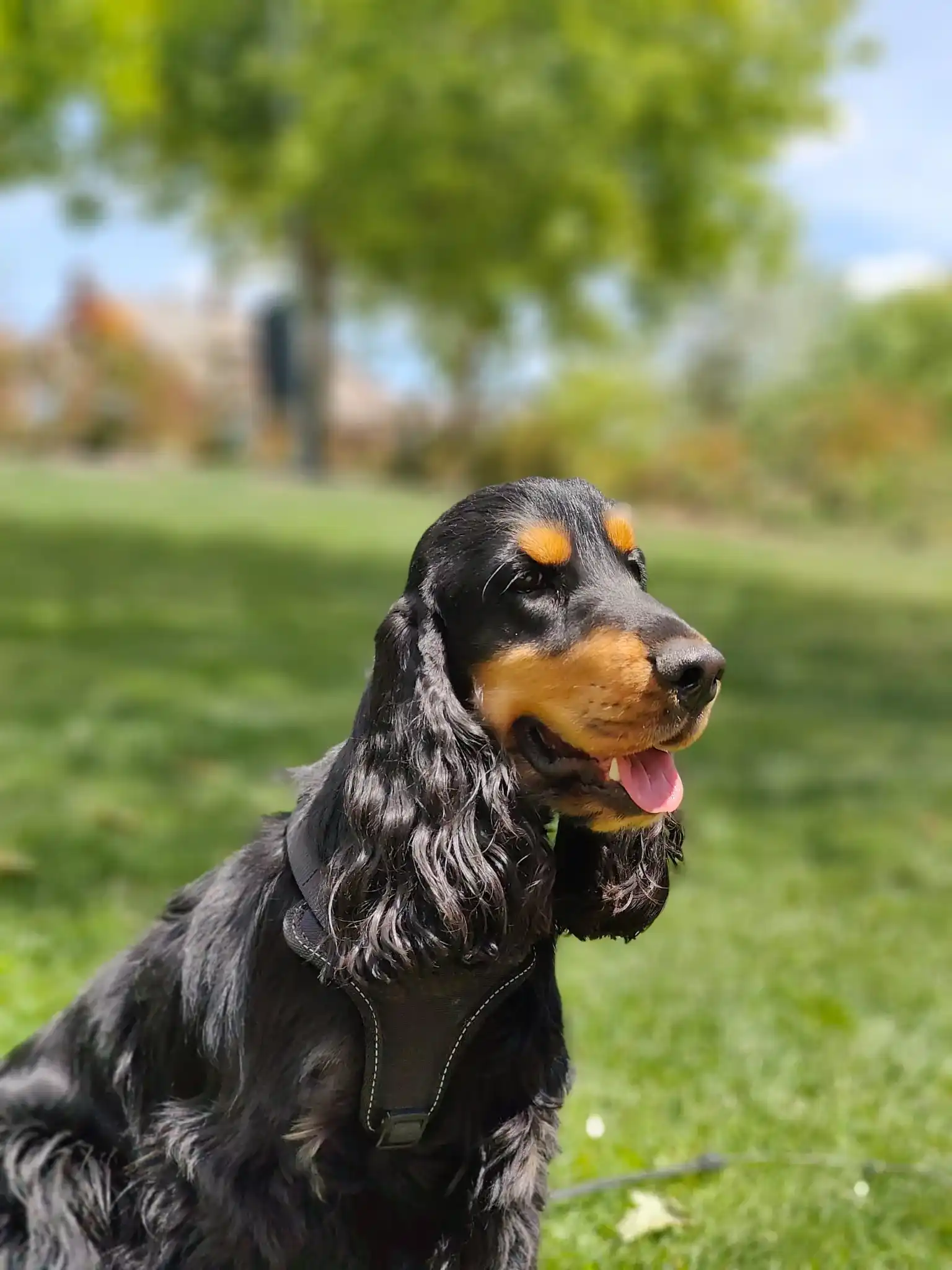 Mascota de la comunidad PetScore