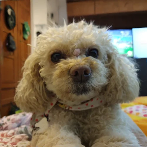 Akira