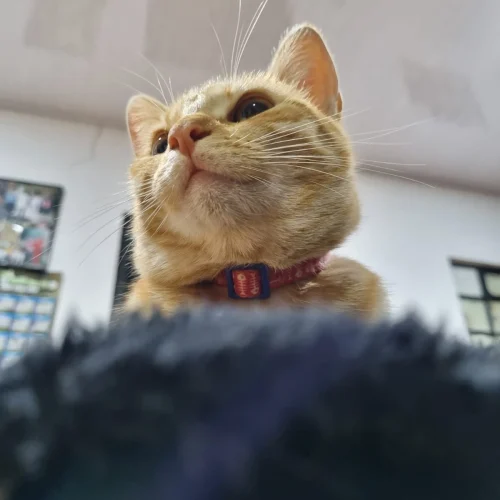 Obi