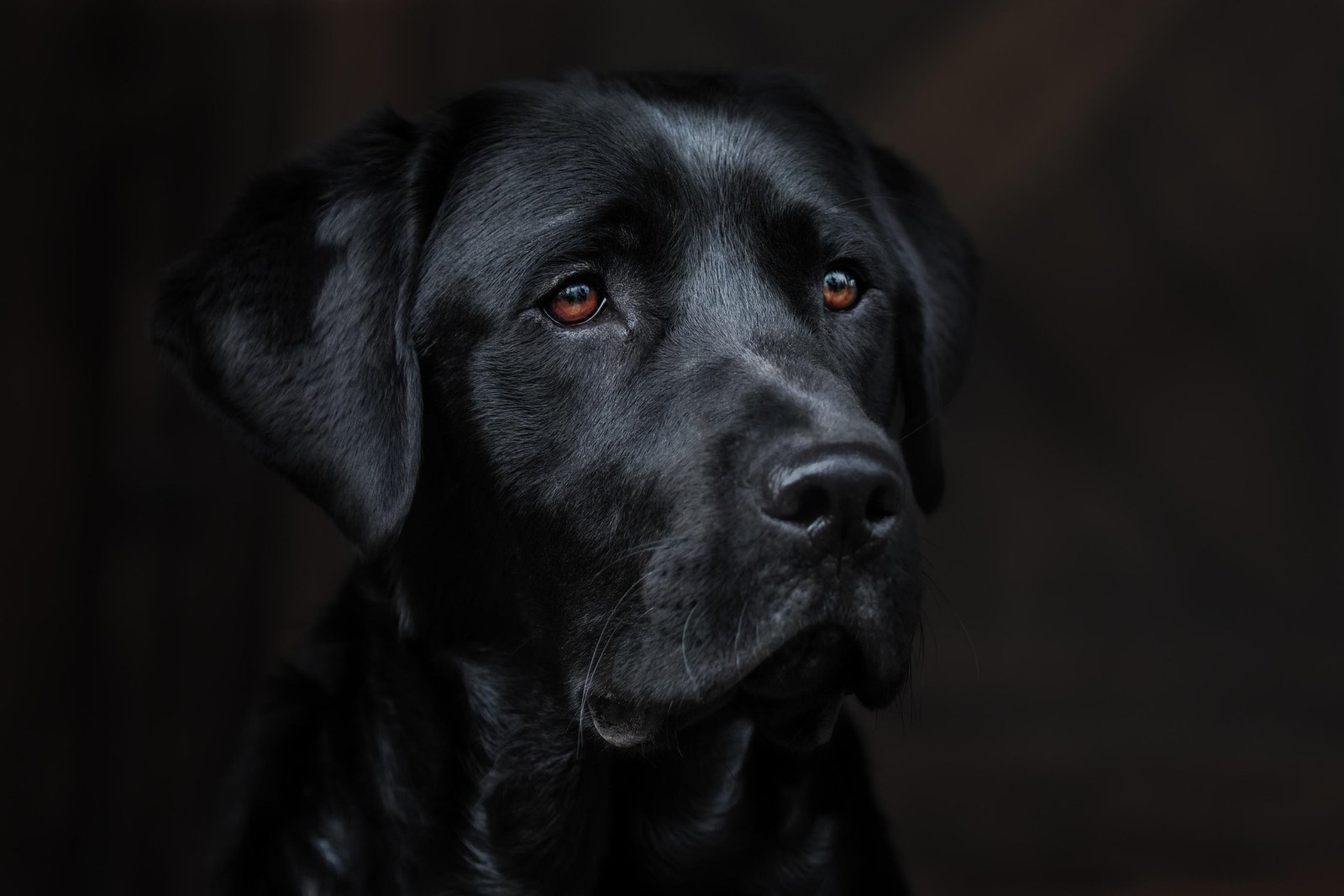 djb_images-dog-7671355_19201